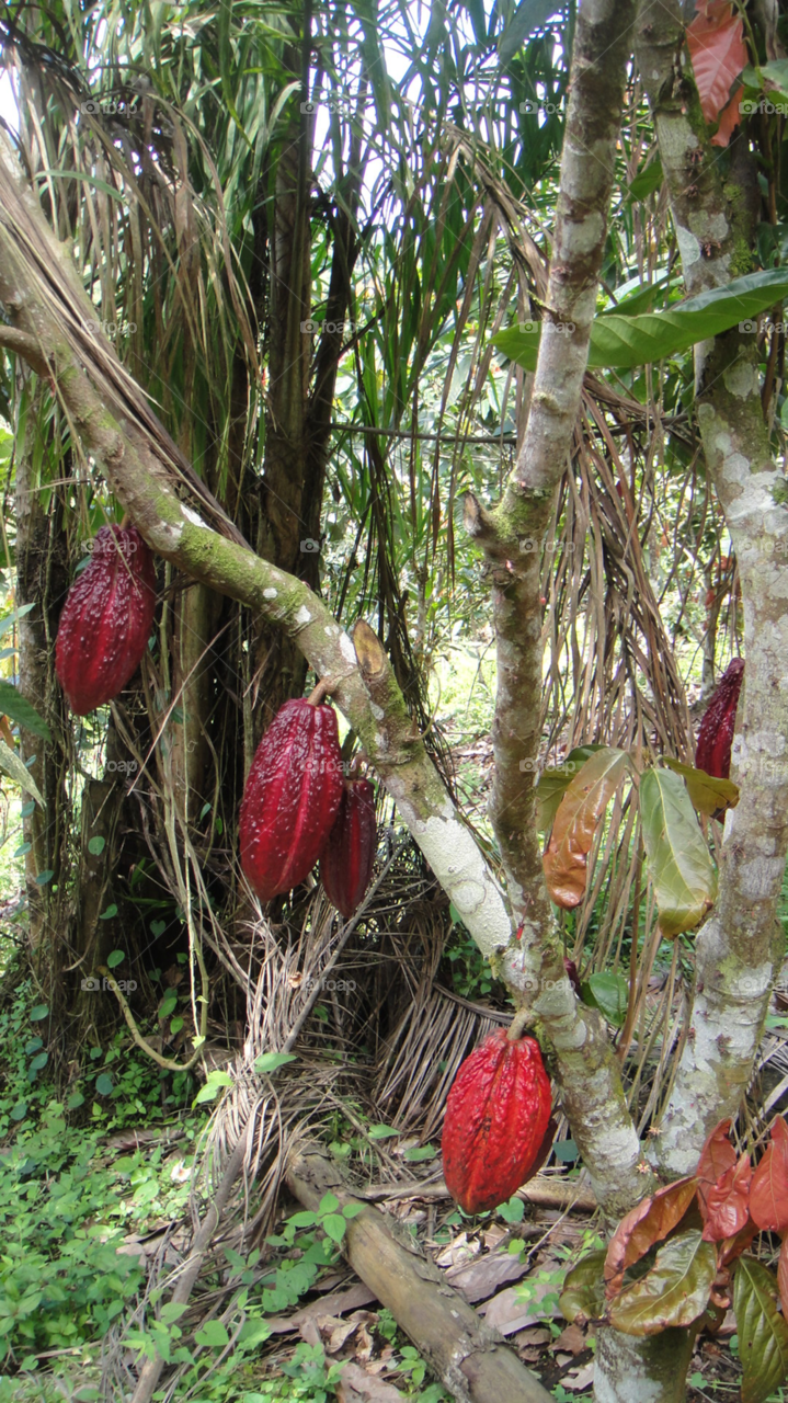 chocolate exotic plantation cocoa by izabela.cib
