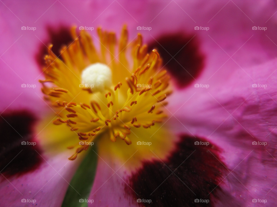 garden pink flower macro by maapu