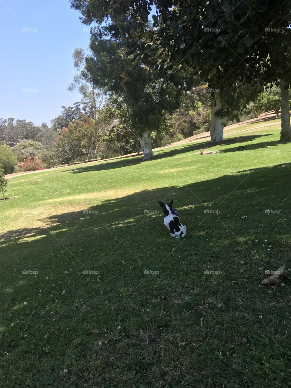 Relaxing at the park with my pup