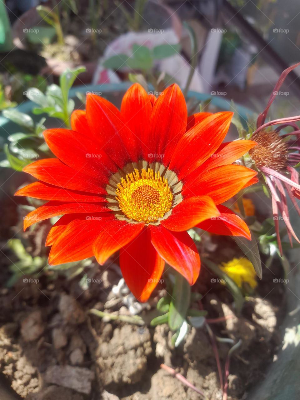 "Immerse yourself in the vivid energy of this color explosion photograph."