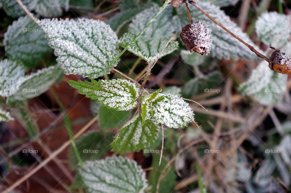 Close-up of green colored leaves with white frost.