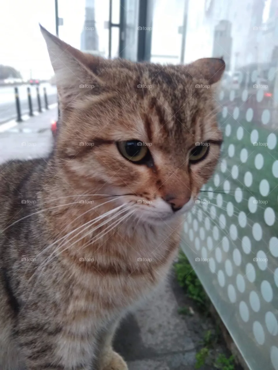 cat
