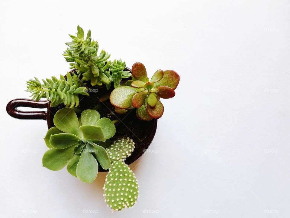 succulent plant on white background