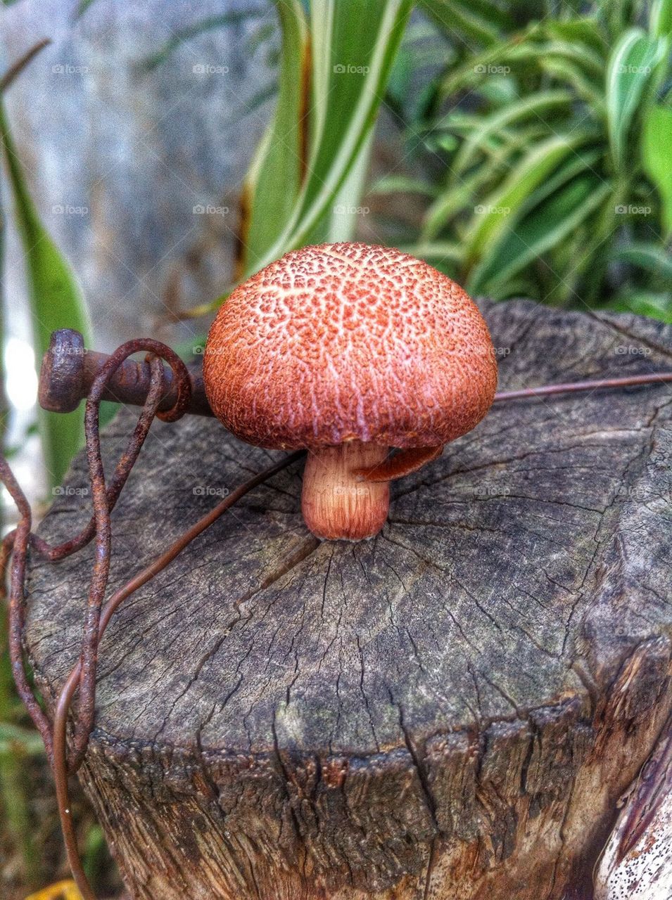 A mushroom growing on a dead trunk