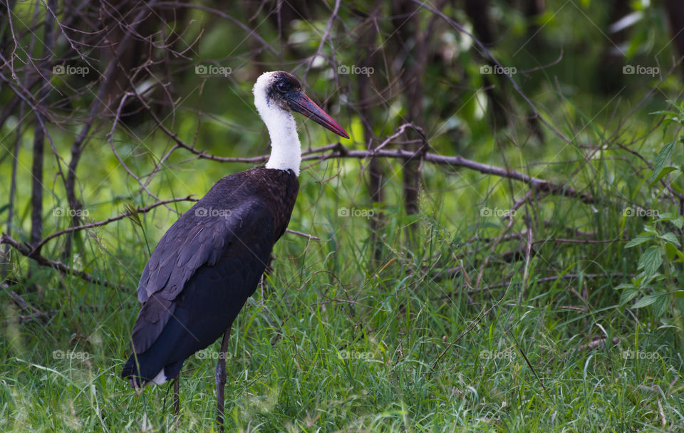 Wooly Necked Stork_Masai Mara_Kenya