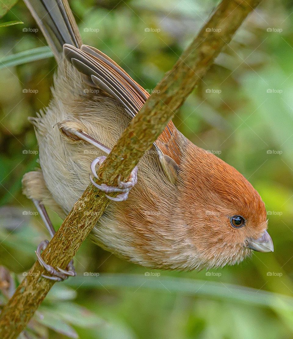 Beautiful and cute bird