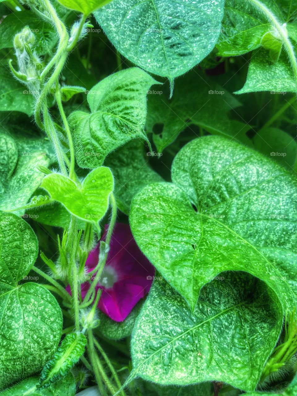 Last morning glories of summer 