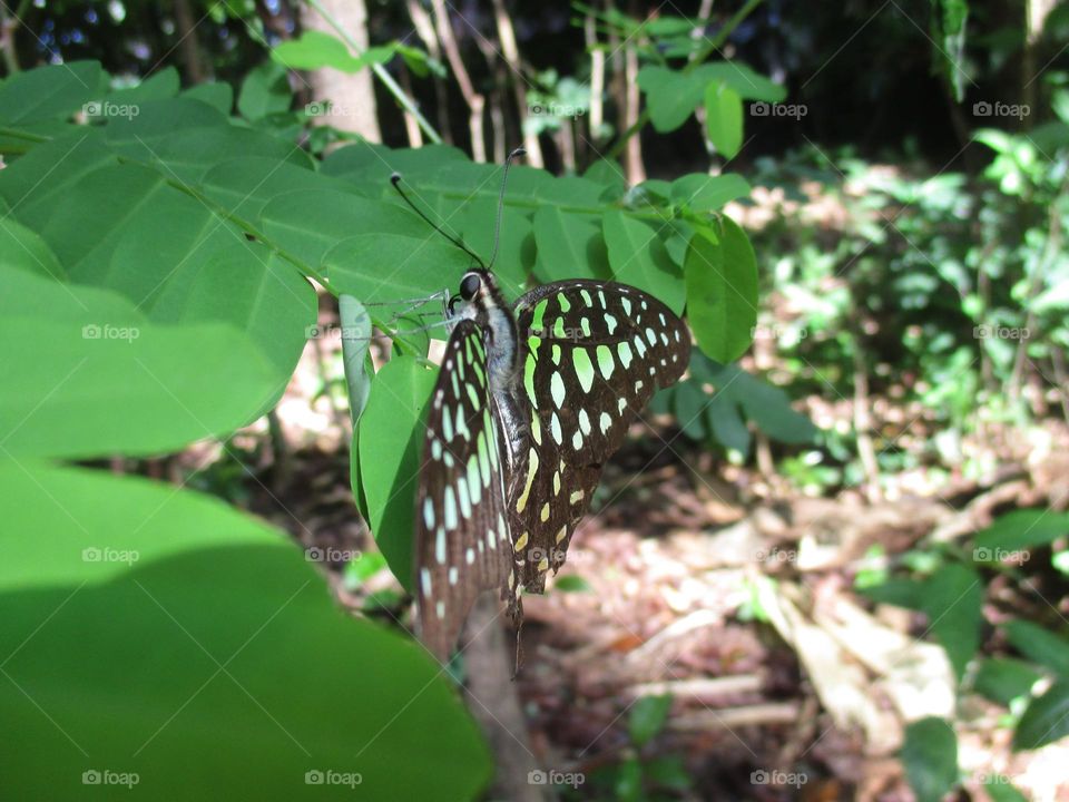 The tailed graphium agamemnon jay is a green and black tropical butterfly that mostly belongs to the swallowtail family.