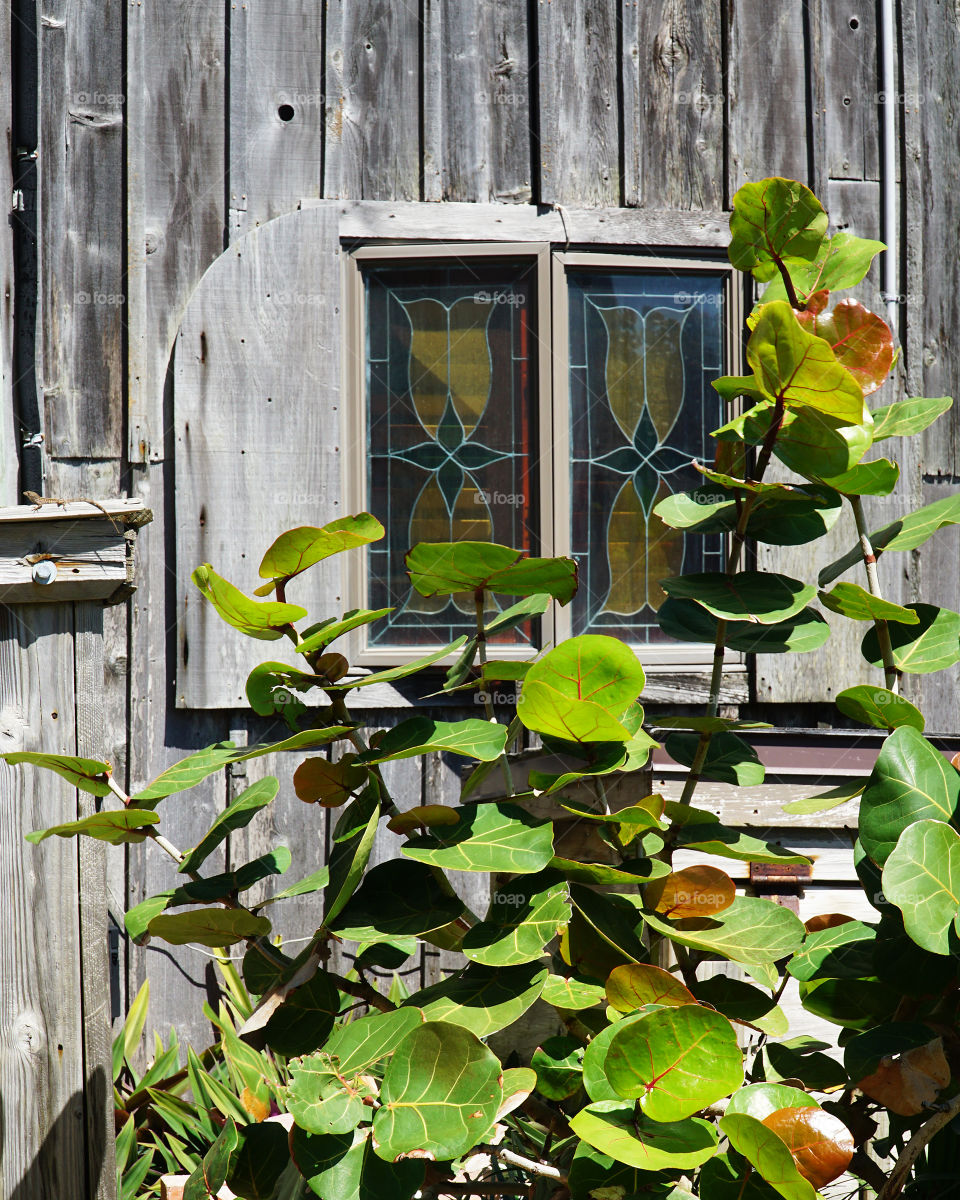 Sea grapes and stain glass window