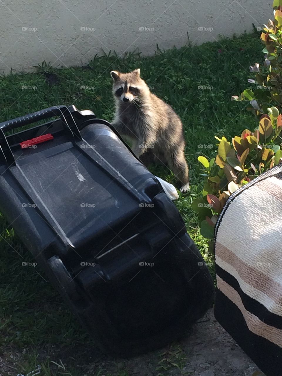 Raccoon Knocked Over The Garbage Bin Looking For Food