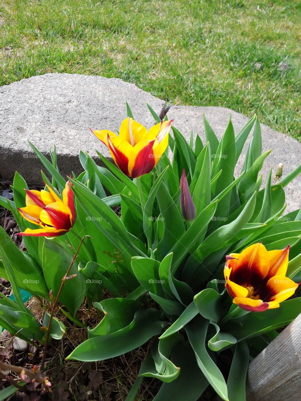Firecracker tulips
