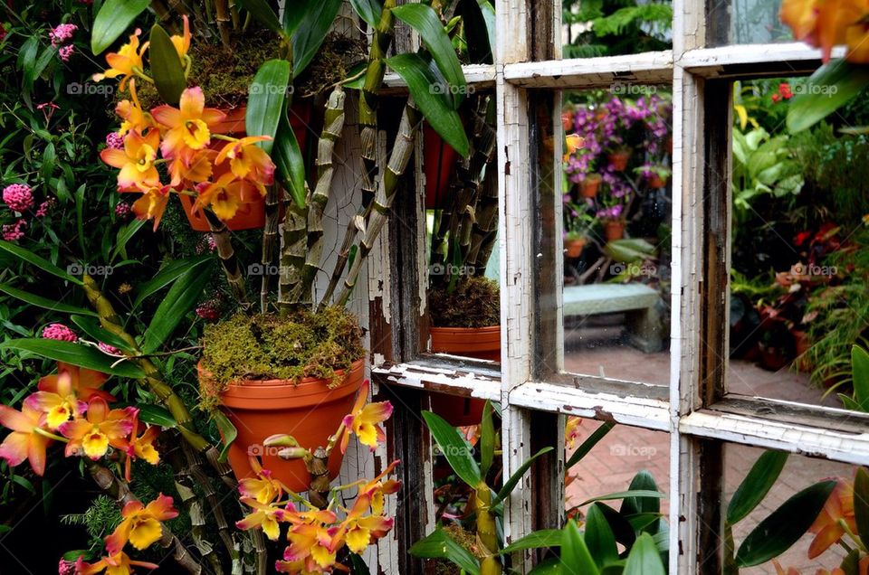 Close-up of potted plant