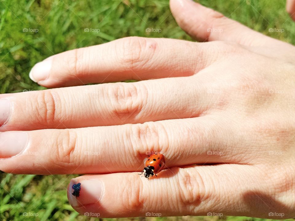 Ladybug Friend