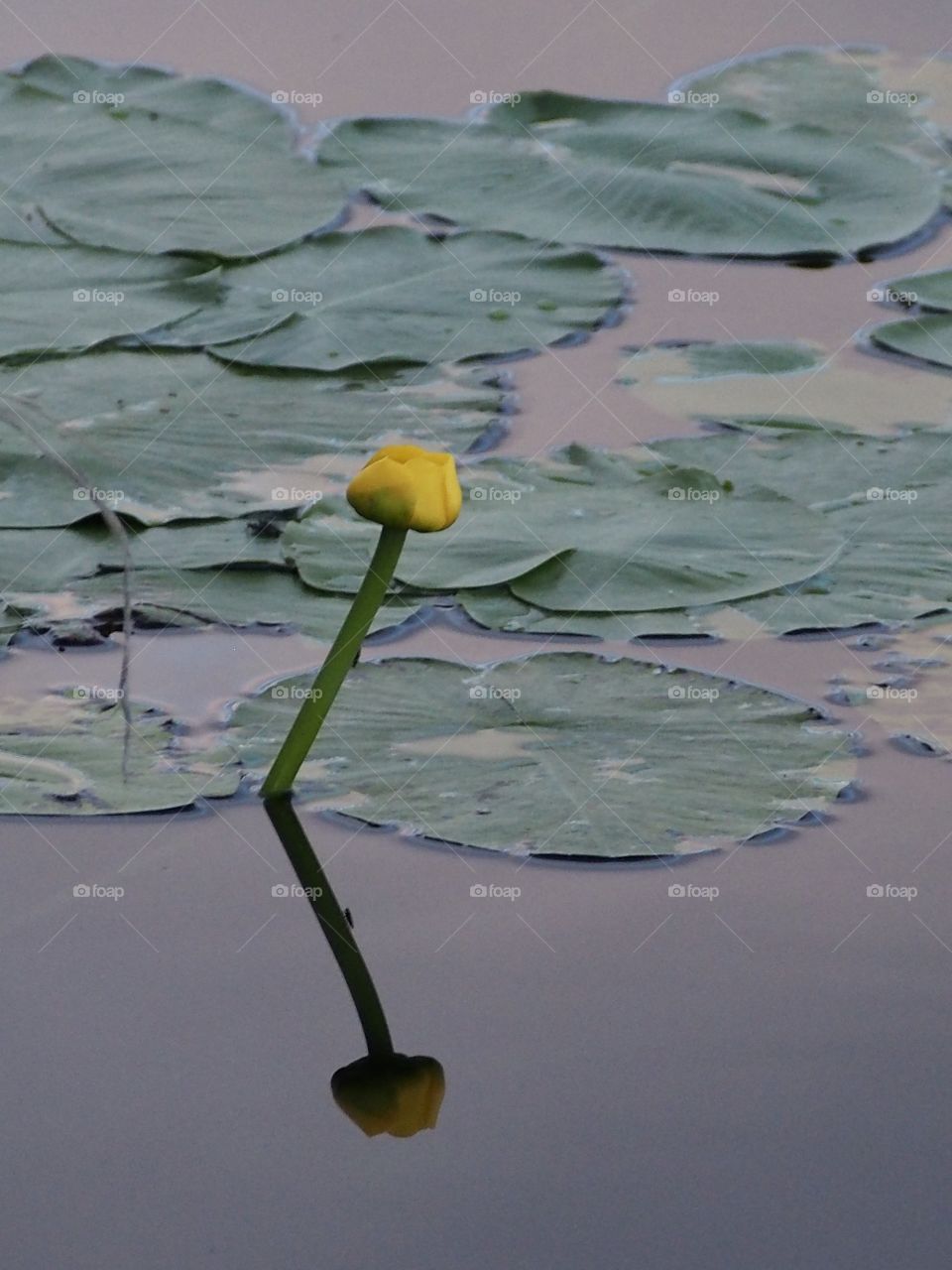 Nuphar