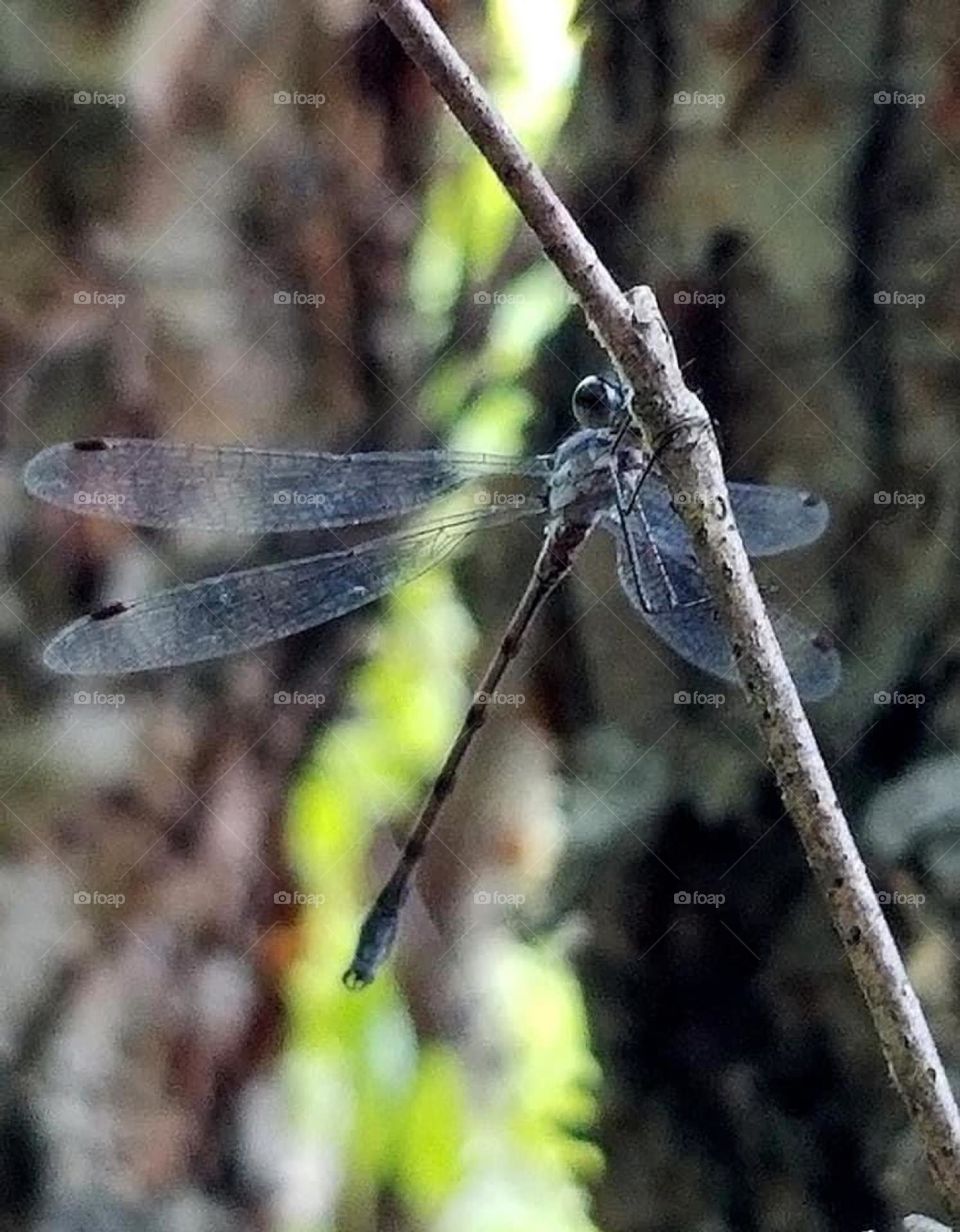 Having flown the earth for 300 million years, dragonflies symbolize our ability to overcome times of hardship. They can remind us to take time to reconnect with our own strength, courage and happiness.
