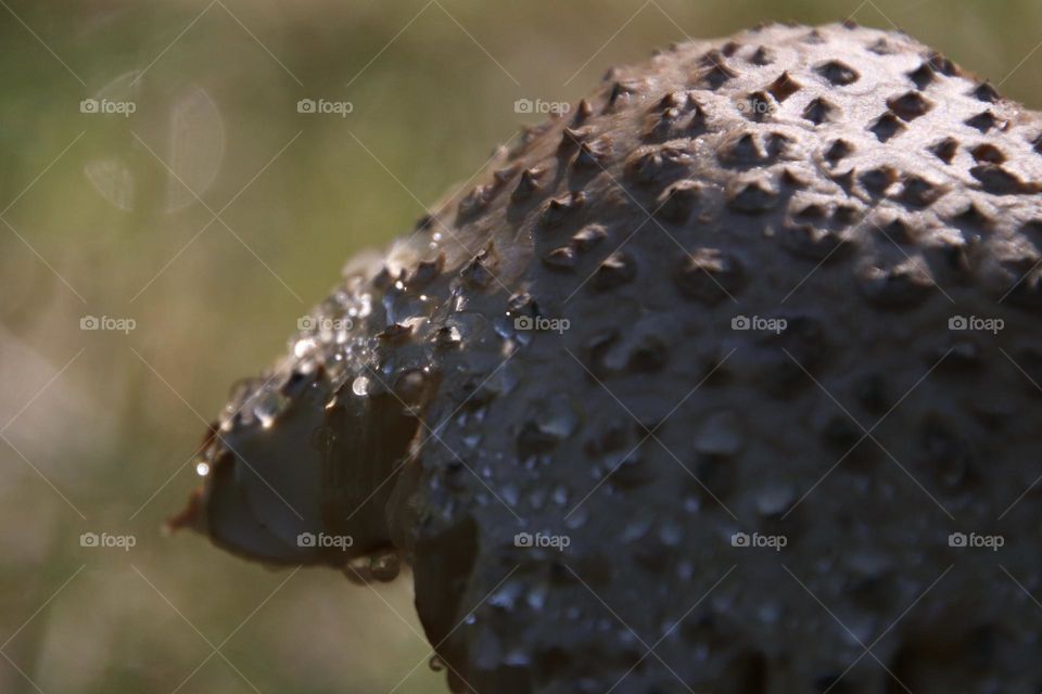 Up close of mushroom with dew 