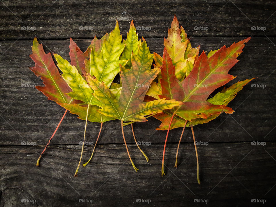 Mother Nature putting on a vibrant color show.