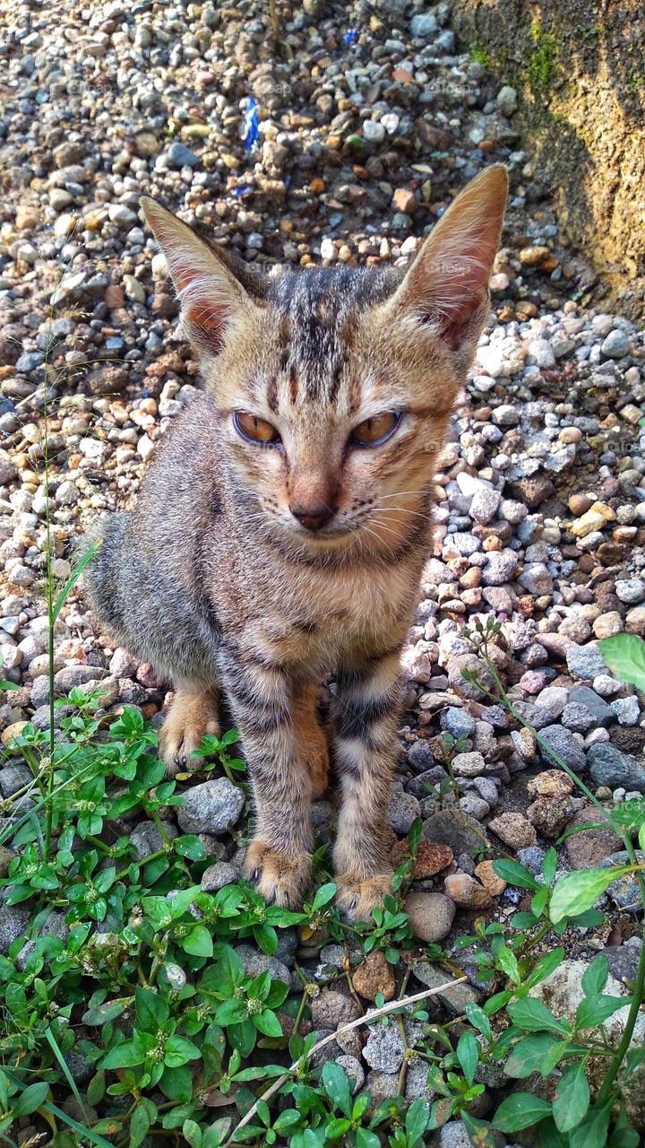 cute cat sitting between small stones