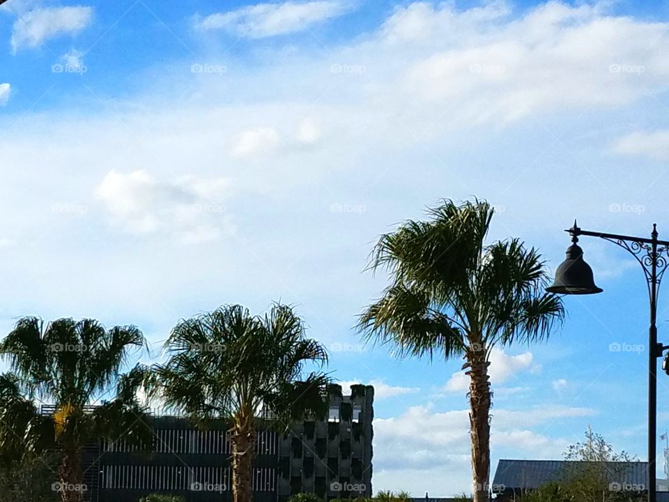 Palm trees at Disney Springs