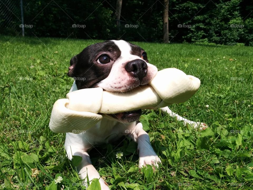 Boston terrier with big bone