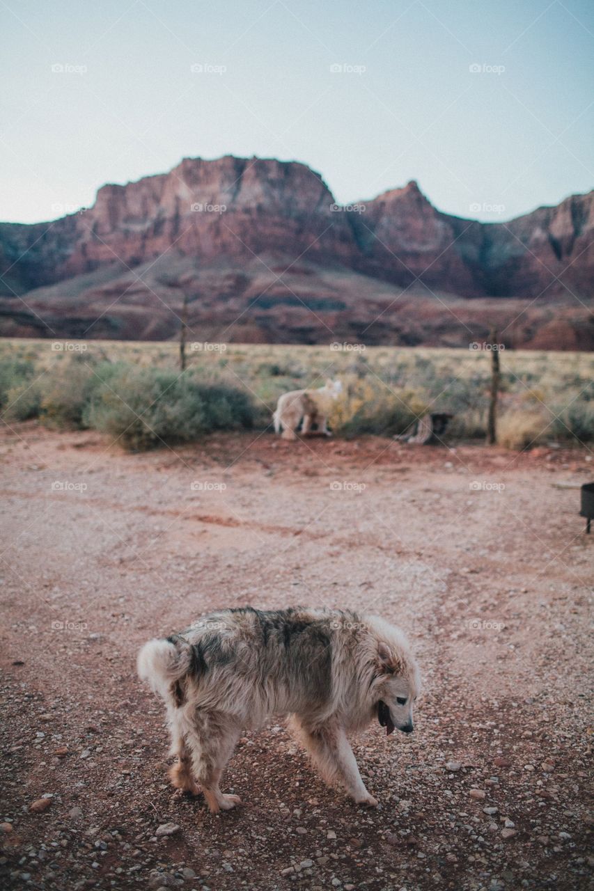 Dogs on the loose in Vermillion Cliffs, AZ