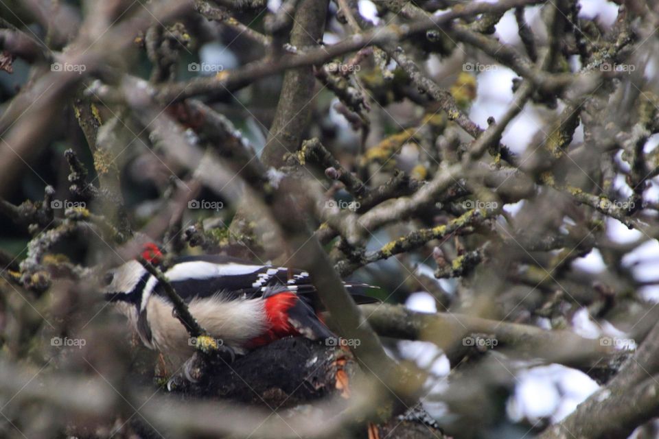 A great spotted woodpecker sits in a bare apple tree and looks for food in winter