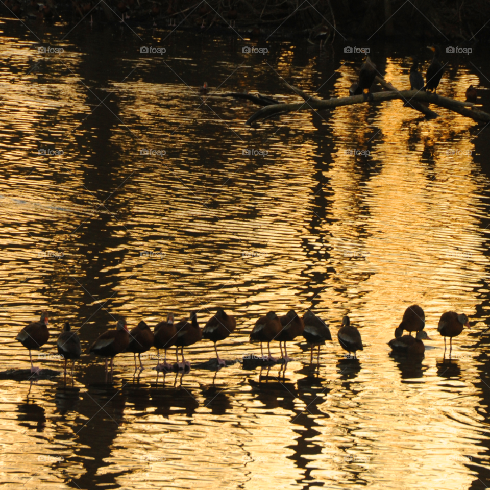 sunset birds water lake by lightanddrawing