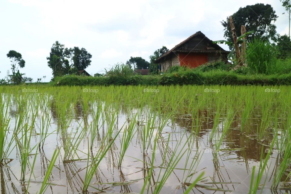 Old hut in the middle of the rice fields.