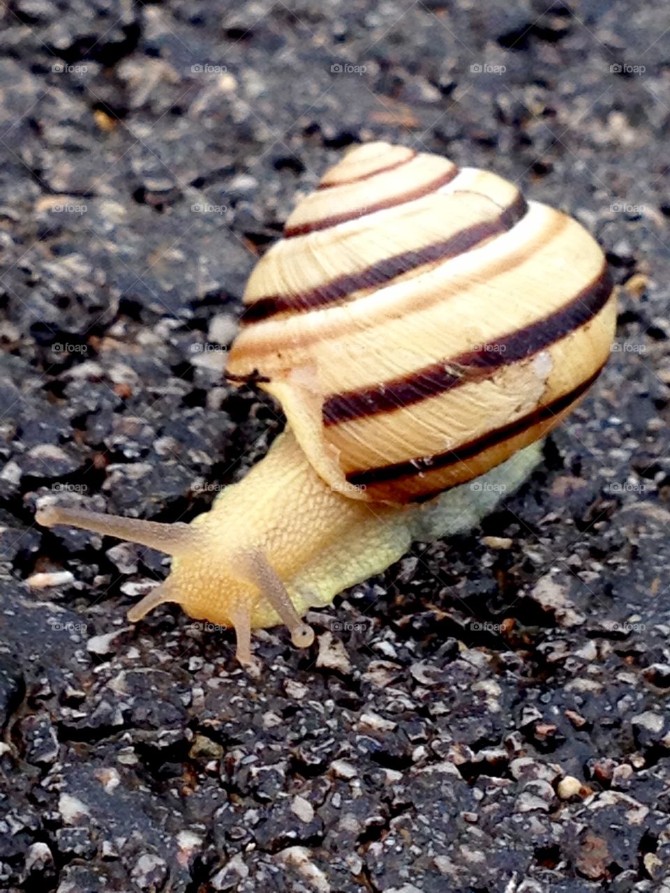Snail..the great way passes with his home on the back