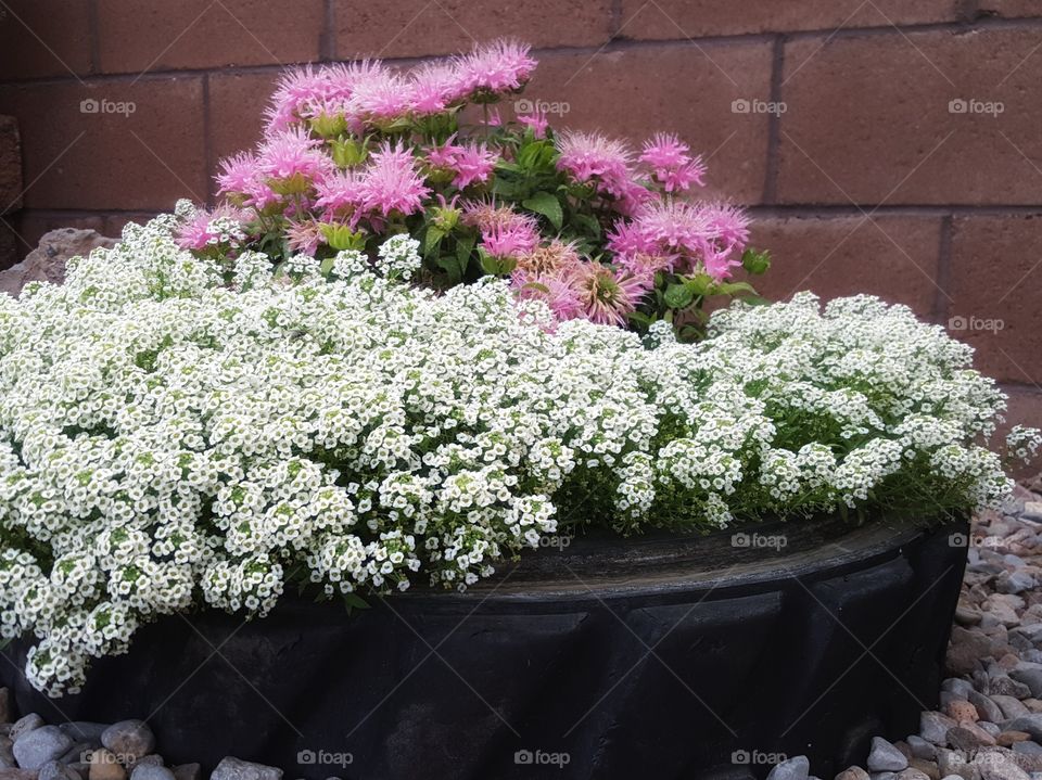 Flower garden in tire