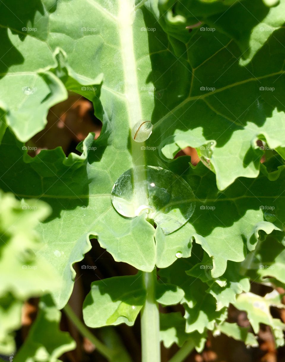 Water drops on kale