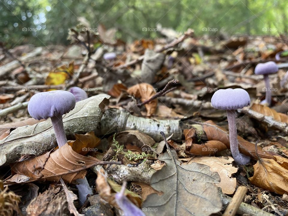 Treasures of the forest 