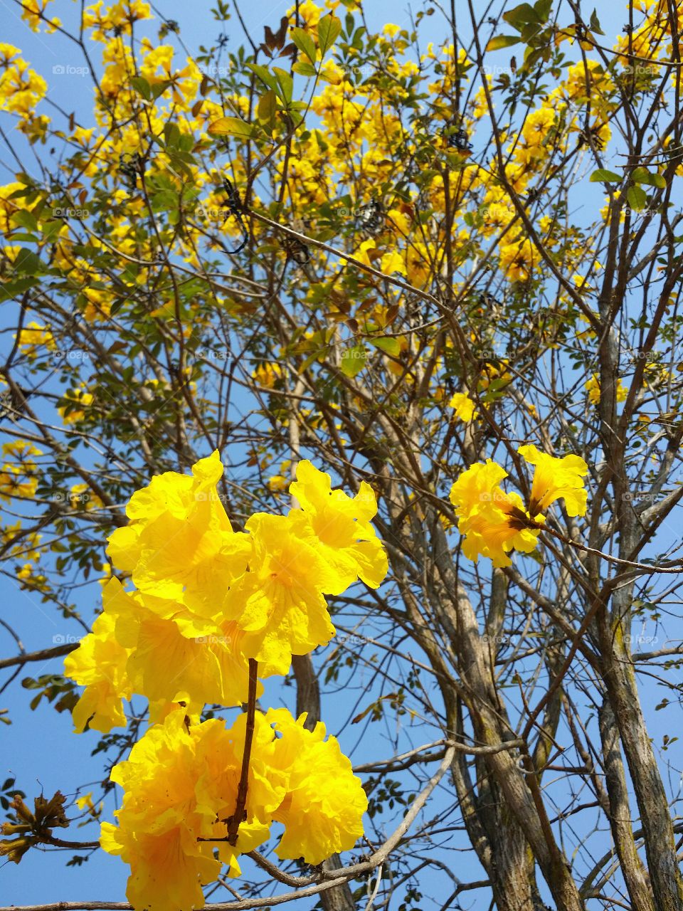 Yellow flowers blooming.