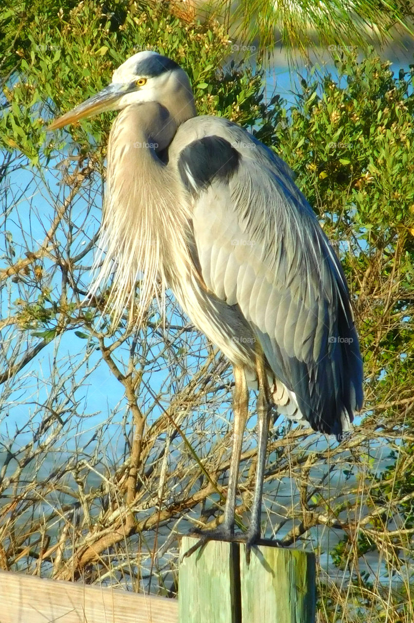 Gray heron perching on wooden post