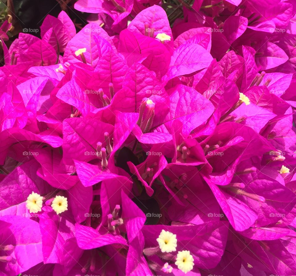 bougainvillea closeup