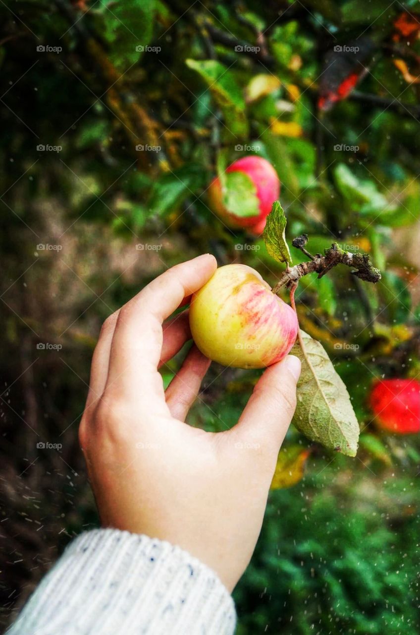 Picking sweet wild apples 