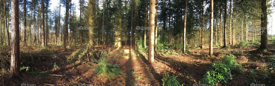 Woodland panorama 