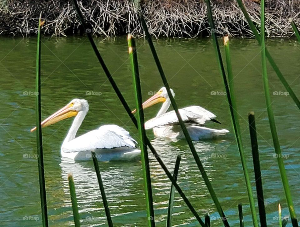 Two White Pelicans in Lake