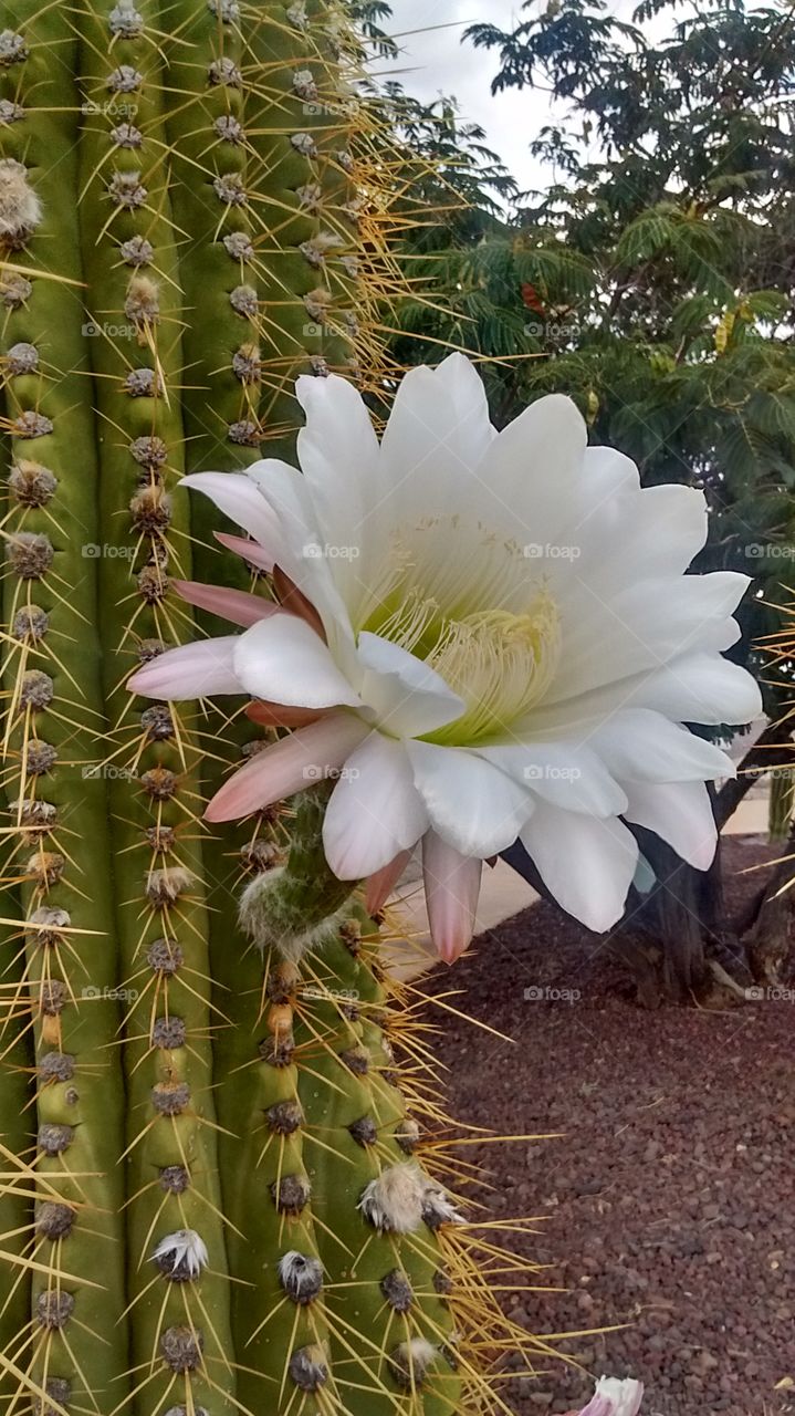 Giant Argentine Cactus Bloom