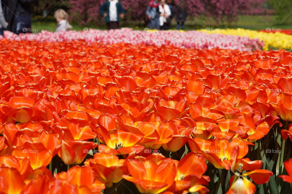 flowers and beautiful colors