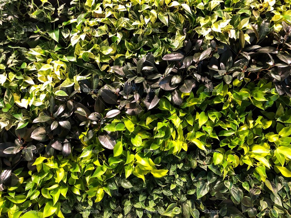 The contrast of leaves and their colors makes for a beautiful wall of indoor plants. 