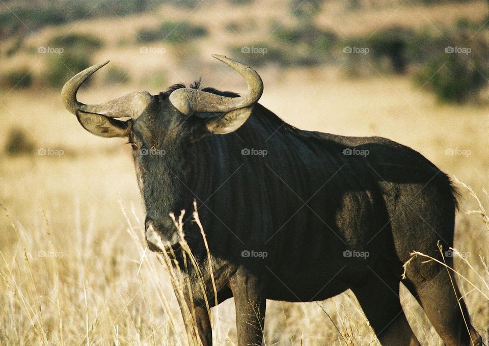 when golden light hits a wildebeest.