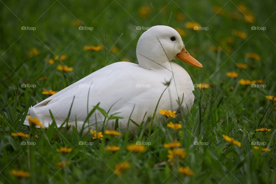 Duckie duck 
