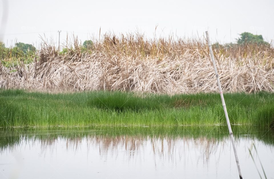 Fresh and Dry Papyrus color in a field