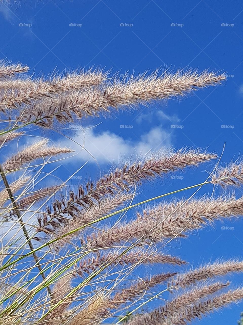 Plume Grass on a Sunday