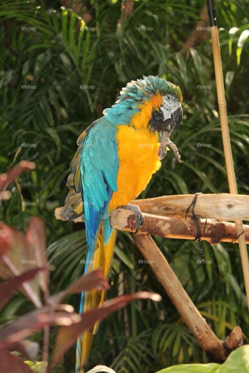 parrot
