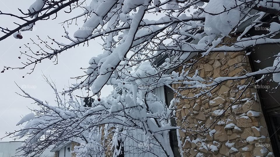 Snowy branches