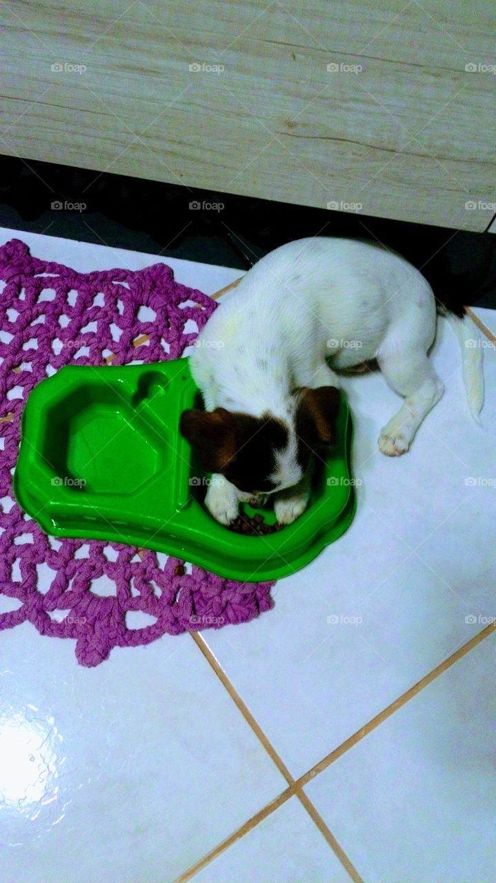Minha cachorrinha , comendo ração.