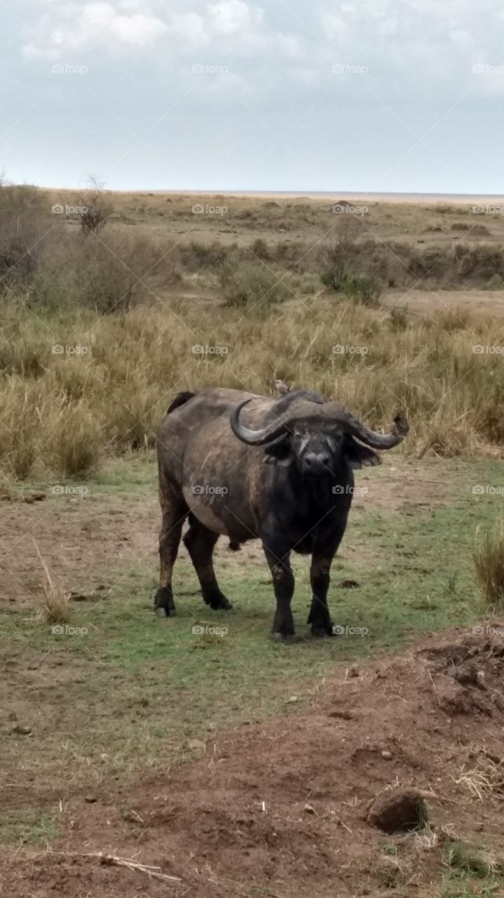 Kenyan buffalo
