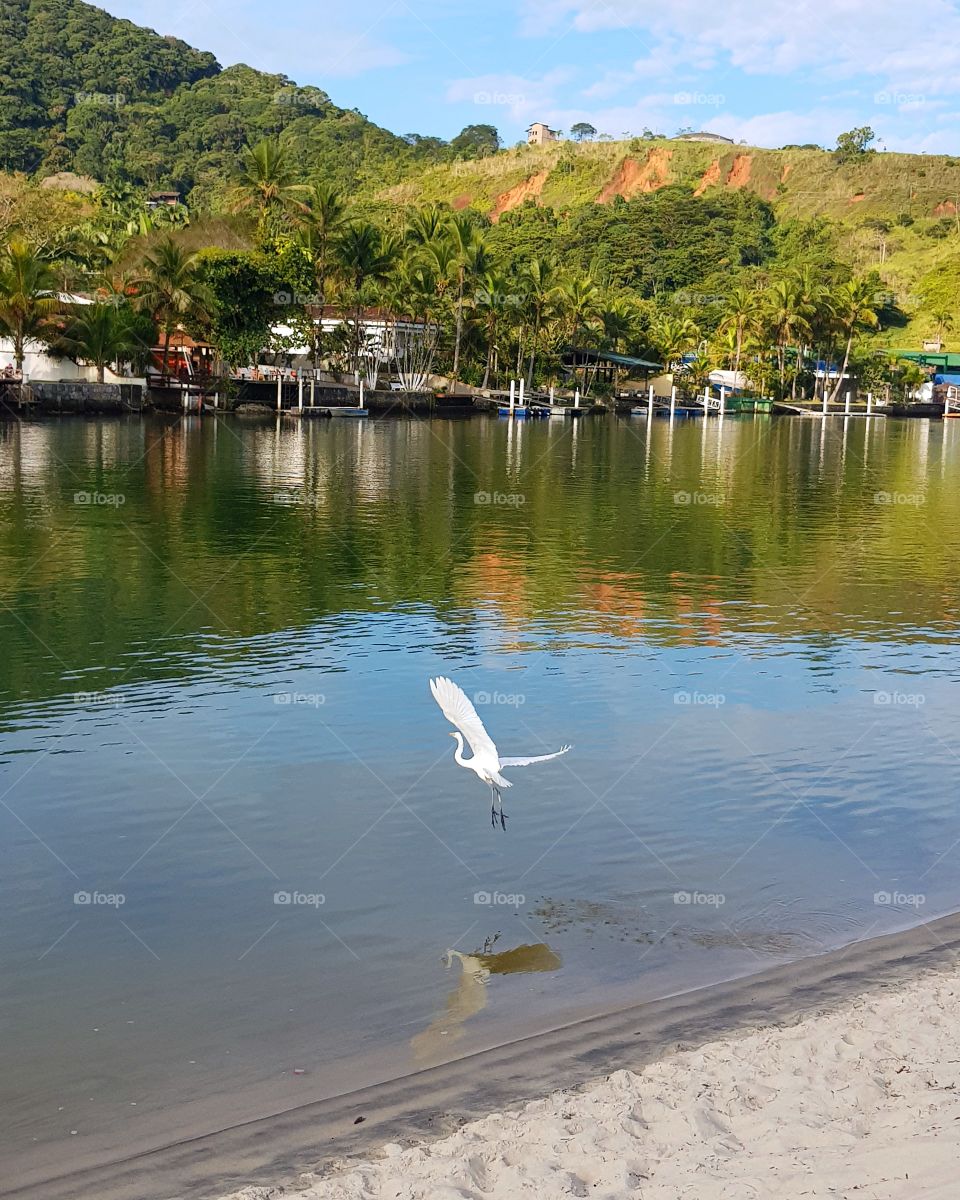 O vôo de uma garça